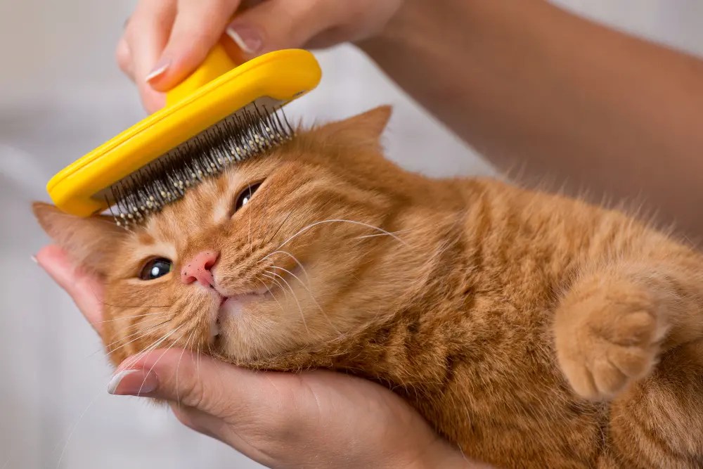 Easy DIY Cat Grooming for Beginners Cat Grooming Tips 2023